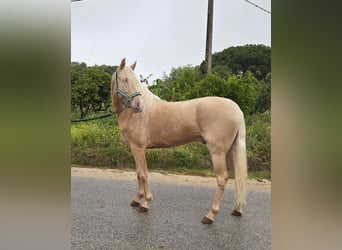 PRE Mestizo, Semental, 4 años, 154 cm, Palomino