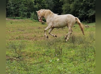 PRE, Semental, 4 años, 154 cm, Perlino