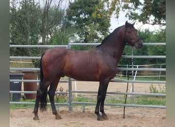 PRE, Semental, 4 años, 156 cm, Castaño