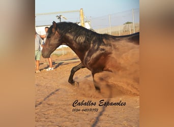 PRE, Semental, 4 años, 156 cm, Castaño oscuro