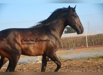 PRE, Semental, 4 años, 156 cm, Castaño oscuro