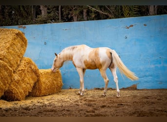 PRE Mestizo, Semental, 4 años, 156 cm, Tobiano-todas las-capas