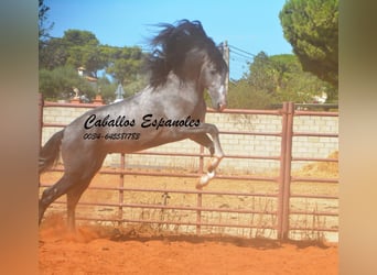 PRE, Semental, 4 años, 156 cm, Tordillo negro