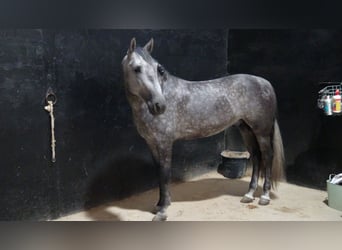 PRE, Semental, 4 años, 156 cm, Tordo