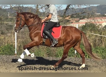 PRE Mestizo, Semental, 4 años, 157 cm, Alazán