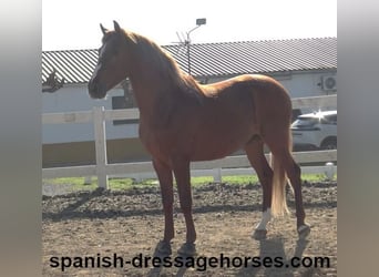 PRE Mestizo, Semental, 4 años, 157 cm, Alazán