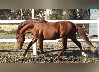 PRE Mestizo, Semental, 4 años, 157 cm, Alazán