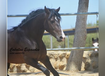 PRE Mestizo, Semental, 4 años, 157 cm, Morcillo
