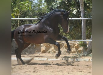 PRE Mestizo, Semental, 4 años, 157 cm, Morcillo