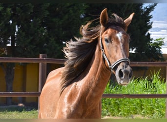 PRE, Semental, 4 años, 157 cm, Tordo ruano