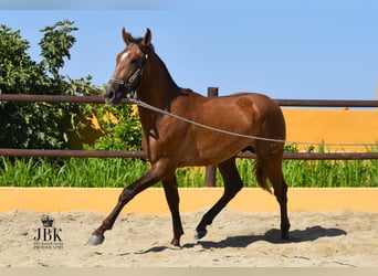 PRE, Semental, 4 años, 157 cm, Tordo ruano