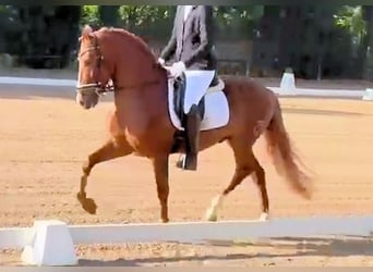 PRE Mestizo, Semental, 4 años, 158 cm, Alazán