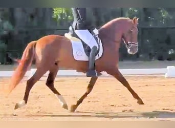 PRE Mestizo, Semental, 4 años, 158 cm, Alazán