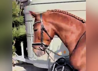 PRE Mestizo, Semental, 4 años, 158 cm, Alazán