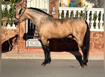 PRE Mestizo, Semental, 4 años, 158 cm, Bayo