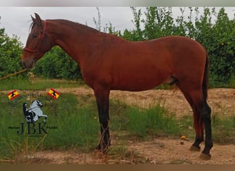 PRE Mestizo, Semental, 4 años, 158 cm, Castaño