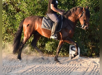 PRE, Semental, 4 años, 158 cm, Castaño