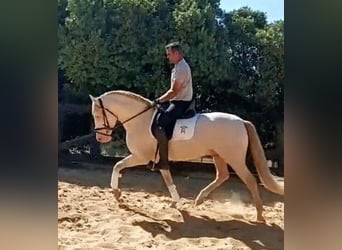 PRE, Semental, 4 años, 158 cm, Cremello