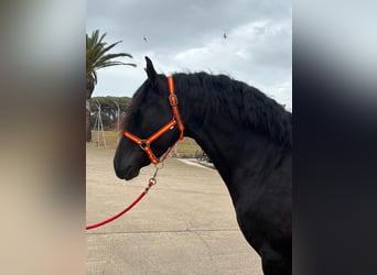 PRE Mestizo, Semental, 4 años, 158 cm, Negro