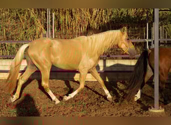 PRE, Semental, 4 años, 158 cm, Palomino