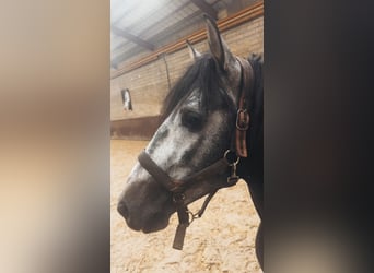 PRE Mestizo, Semental, 4 años, 158 cm, Tordillo negro