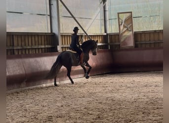 PRE Mestizo, Semental, 4 años, 158 cm, Tordillo negro