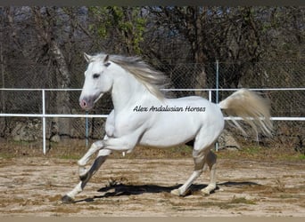 PRE Mestizo, Semental, 4 años, 158 cm, White/Blanco