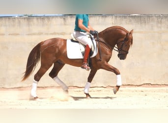 PRE Mestizo, Semental, 4 años, 159 cm, Alazán-tostado