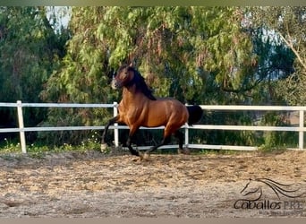 PRE Mestizo, Semental, 4 años, 159 cm, Castaño