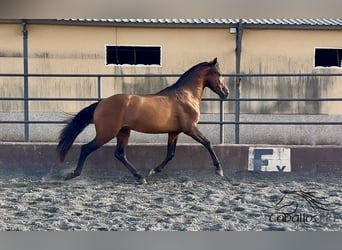 PRE Mestizo, Semental, 4 años, 159 cm, Castaño