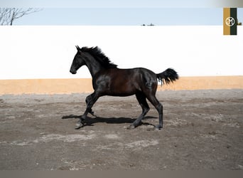 PRE, Semental, 4 años, 159 cm, Negro