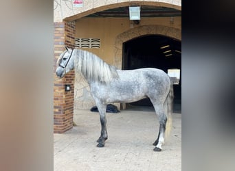 PRE Mestizo, Semental, 4 años, 159 cm, Tordo