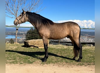 PRE Mestizo, Semental, 4 años, 160 cm, Bayo