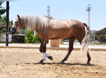 PRE, Semental, 4 años, 160 cm