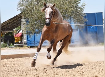 PRE, Semental, 4 años, 160 cm