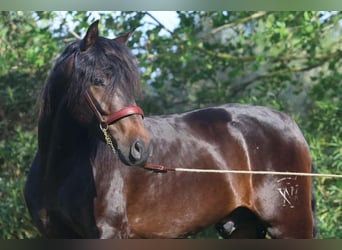 PRE, Semental, 4 años, 160 cm, Castaño