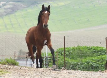 PRE, Semental, 4 años, 160 cm, Castaño