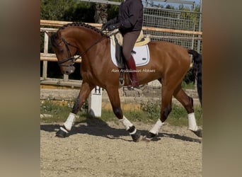 PRE Mestizo, Semental, 4 años, 160 cm, Castaño rojizo