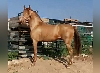 PRE, Semental, 4 años, 160 cm, Champán