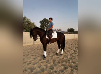 PRE Mestizo, Semental, 4 años, 160 cm, Negro
