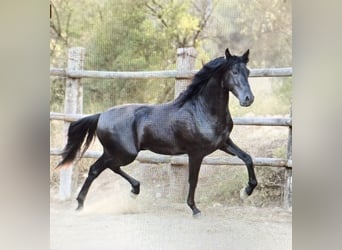 PRE, Semental, 4 años, 160 cm, Negro