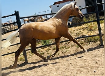 PRE Mestizo, Semental, 4 años, 160 cm, Palomino