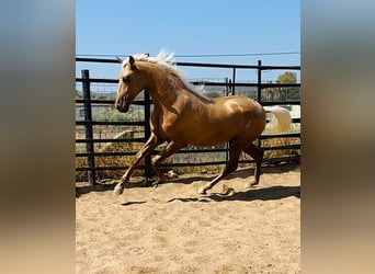 PRE Mestizo, Semental, 4 años, 160 cm, Palomino