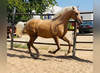 PRE Mestizo, Semental, 4 años, 160 cm, Palomino