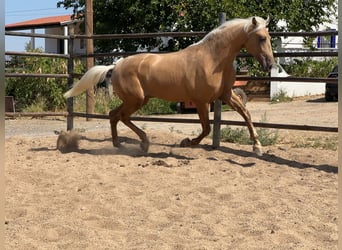 PRE Mestizo, Semental, 4 años, 160 cm, Palomino