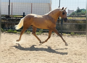PRE Mestizo, Semental, 4 años, 160 cm, Palomino
