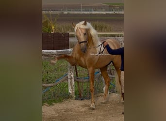 PRE Mestizo, Semental, 4 años, 160 cm, Palomino