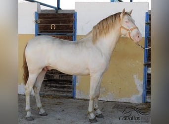 PRE, Semental, 4 años, 160 cm, Perlino