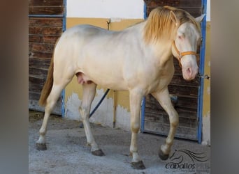 PRE, Semental, 4 años, 160 cm, Perlino