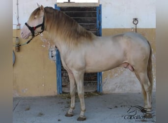 PRE, Semental, 4 años, 160 cm, Perlino